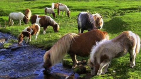 不止是“萌萌哒”：设德兰矮马，从极地荒原走出的硬核“迷你巨人”